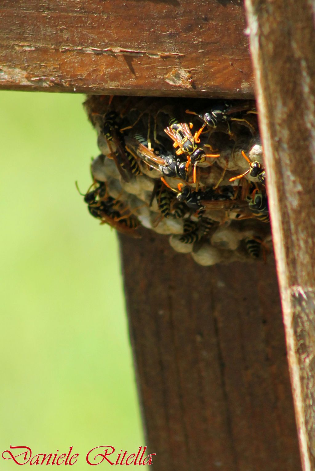 Nido con vespe: Polistes dominula